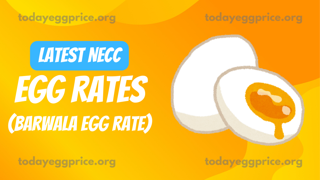 egg rate today